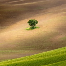 Lonely Tree by Eithne O'Leary