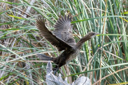 Danube Delta Birds - Pygmy Cormorant Take Off by Niall Watts