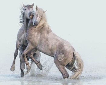 Sparring Stallions by Mike Smith