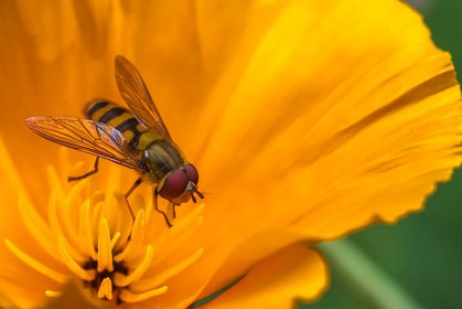 Buzzzz by Frazer Meredith