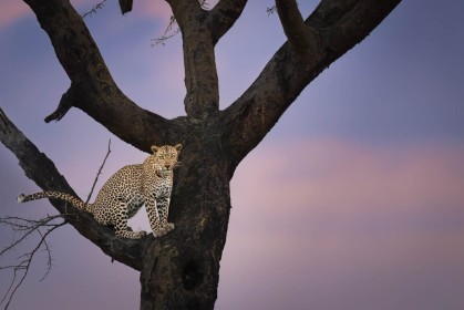 Leopard's Glare by Stephen Smith