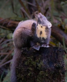 Pine Marten by Liam Slattery
