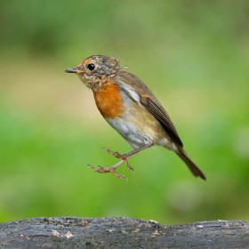 Trampoline by Andrew Cooke