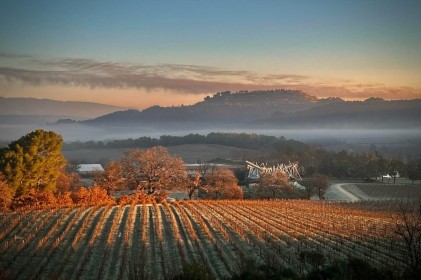 Early Morning in the Vineyard by Teresa Mullen