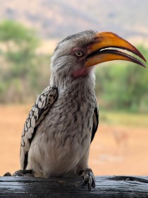 Southern Yellow-billed Hornbill by Ian Gemmell