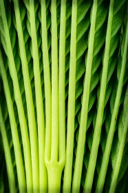 Natural Order by Malcolm Broadstock