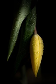 Discarded by John FitzPatrick