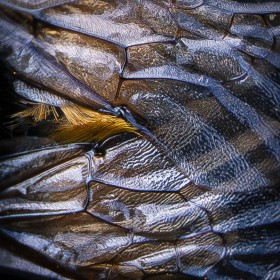 Fly me away by Malcolm Broadstock