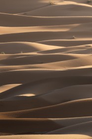 Morning light on desert sands by Niamh McGreen