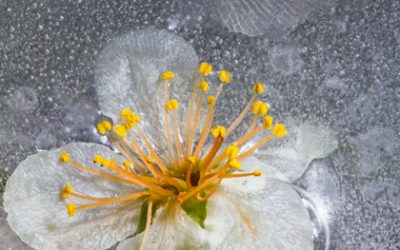 WWM May 2015 – Flowers in Ice