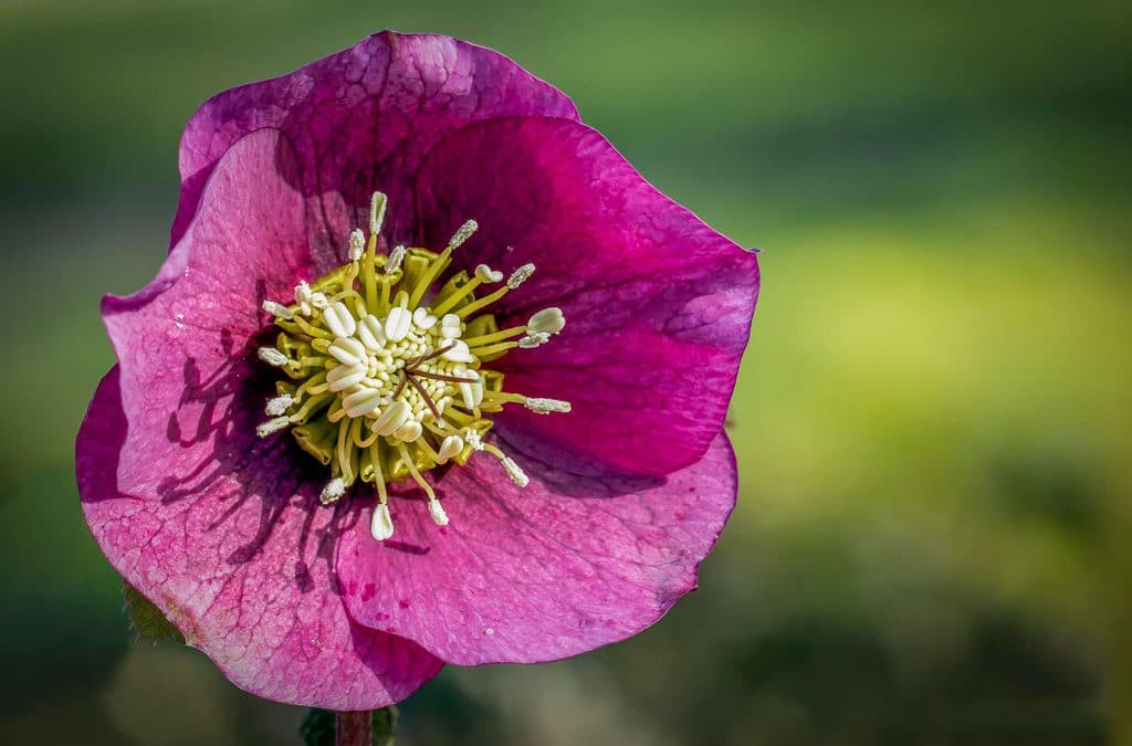Club Outing – Aconites and Snowdrops at Burtown House