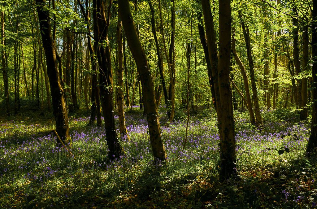 Club Outing – Bluebells in Killinthomas Wood