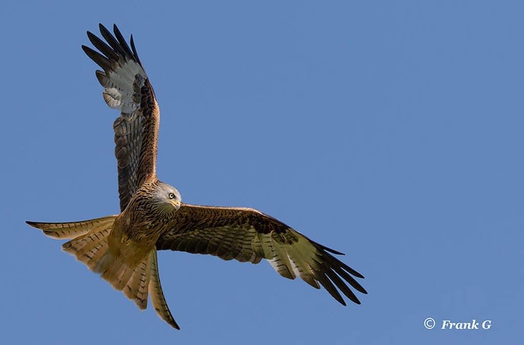Club Outing – Red Kites in Wales