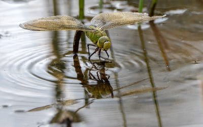 Frank Kenny – Awards in 2017/2018 IPF Nature Photographer of the Year Competition