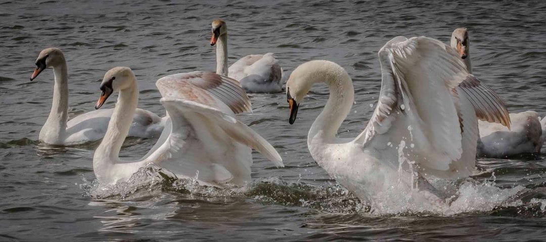 Club Outing – Malahide Estuary