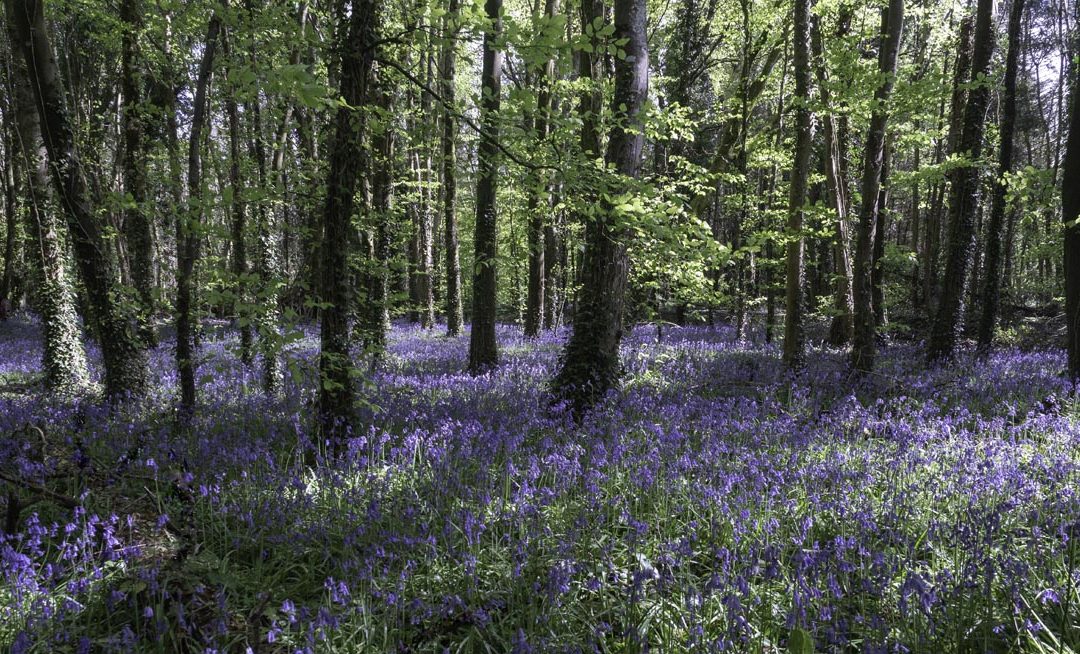 Club Outing – Killinthomas Woods
