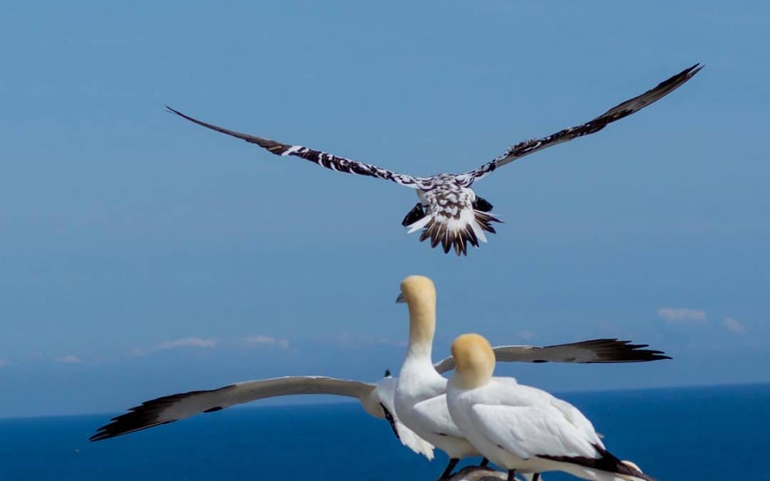 Club Outing – The Great Saltee Island