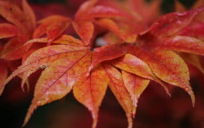 Club Outing – Mount Usher Gardens