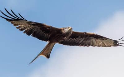 Club Outing – Red Kites at Avoca