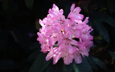 Club Outing – Kilmacurragh Botanical Gardens