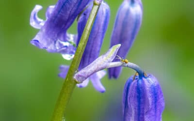 Club Outing – Bluebells at Killinthomas Wood