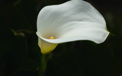 Club Outing – National Botanical Gardens