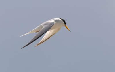 Club Outing – Little Terns, Kilcoole