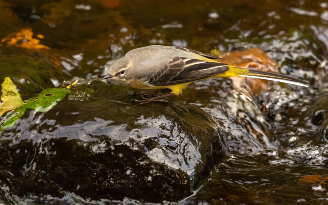 Club Outing – Dodder River