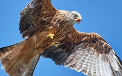 Club Outing – Revisit Red Kites at Avoca