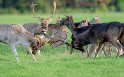 Club Outing – Deer Rut, Phoenix Park
