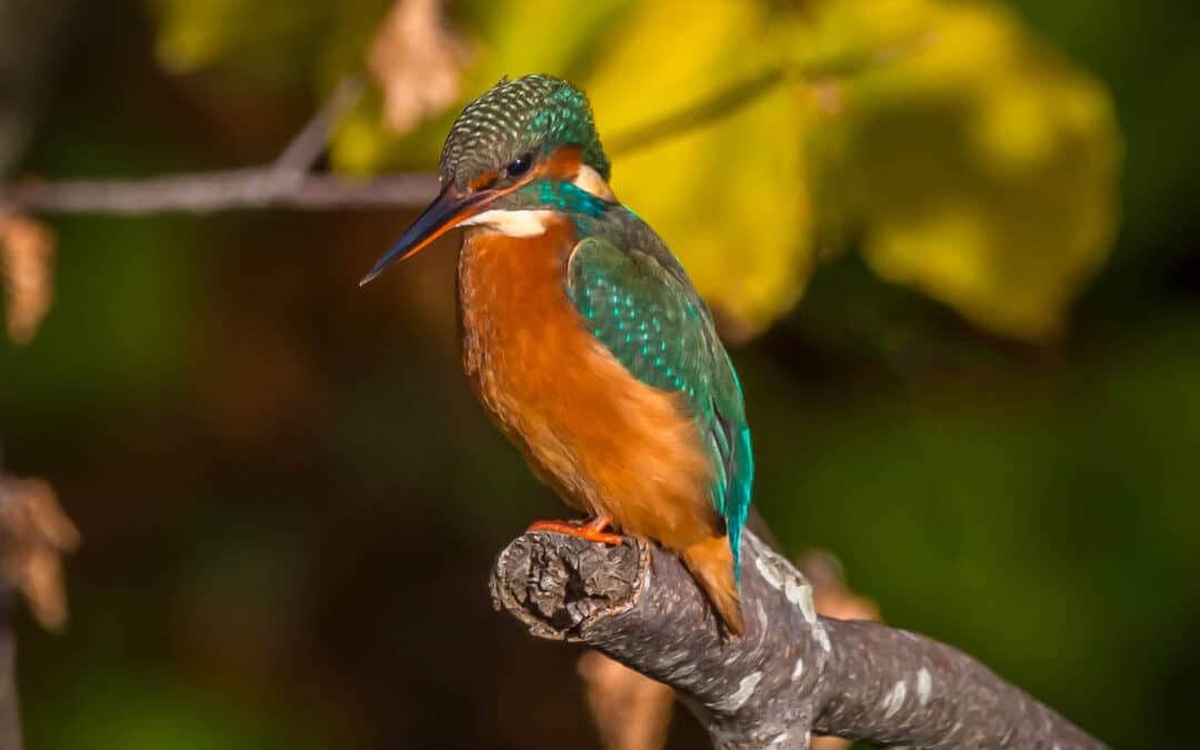 Club Outing – Nature on the Dodder