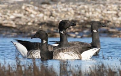 Club Outing – Sandymount Strand Winter Birds