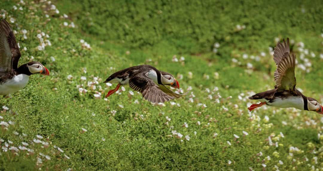 Club Outing – Birds on the Saltees Islands