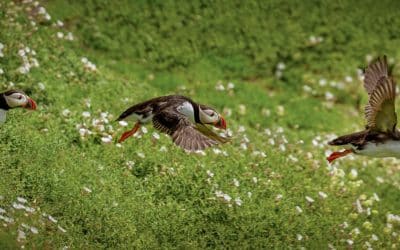 Club Outing – Birds on the Saltees Islands