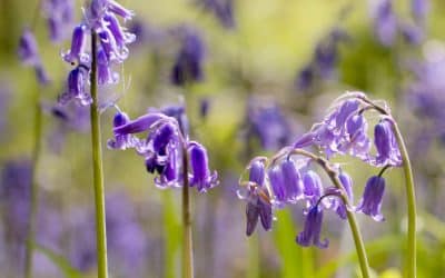 Club Outing – Killinthomas Bluebells