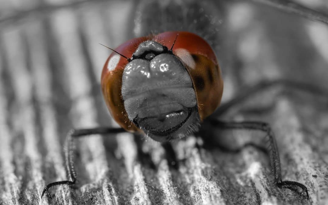 Club Outing – Lough Boora