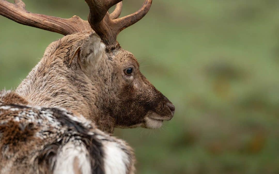 Club Outing – Phoenix Park Deer Rut