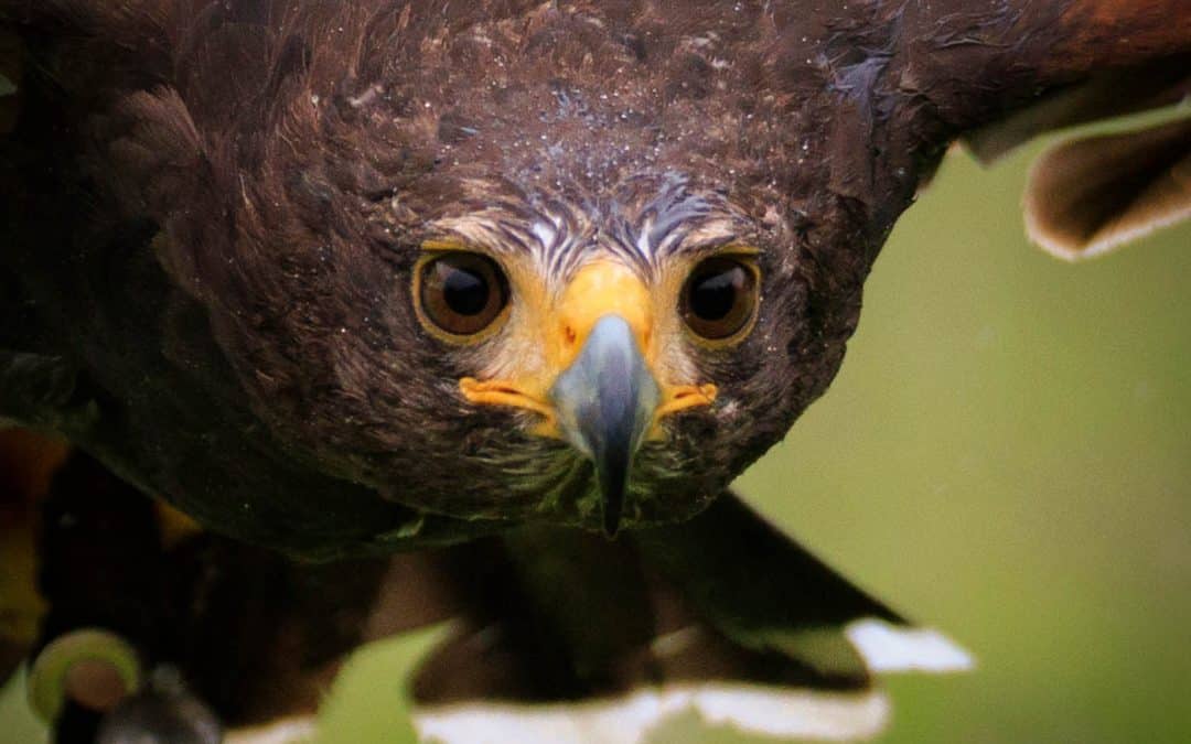 Club Outing – Russborough House Birds of Prey