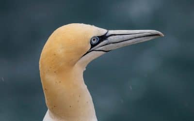 Club Outing – Saltee Islands