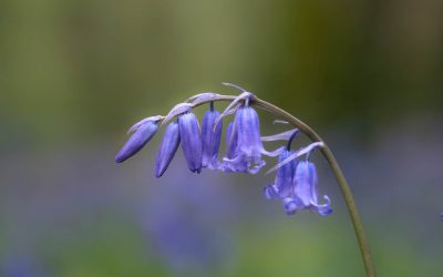 Club Outing – Bluebells at Killinthomas Woods