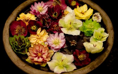 Club Outing – Altamont Gardens Snowdrops