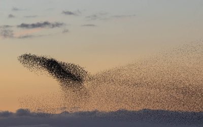 Club Outing – Lough Ennell Murmuration