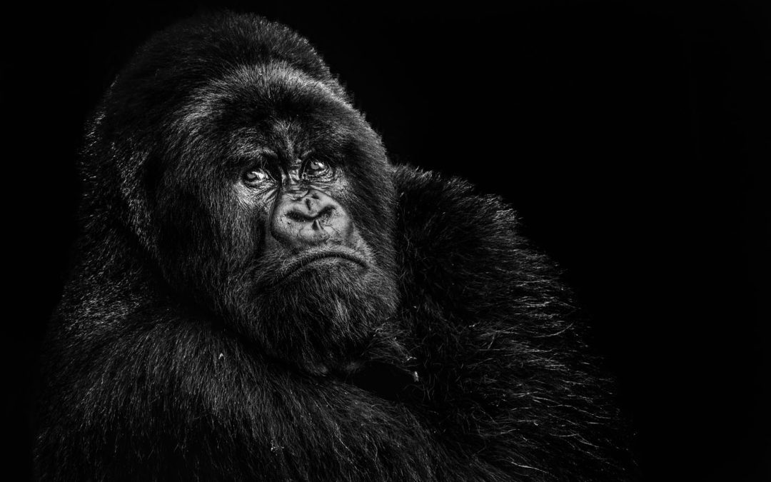 Club Competition – Mono Open (Printed)