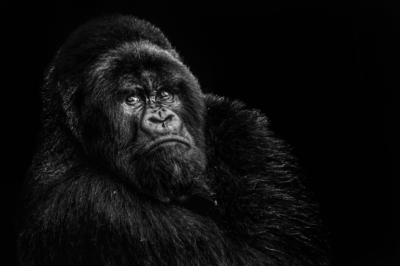 1st Place – Contemplation by Stephen Smith