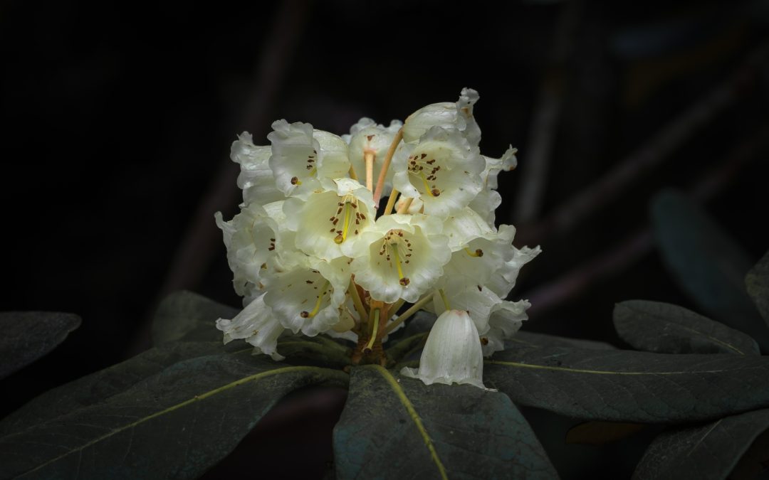 Club Outing – National Botanical Gardens, Kilmacurragh