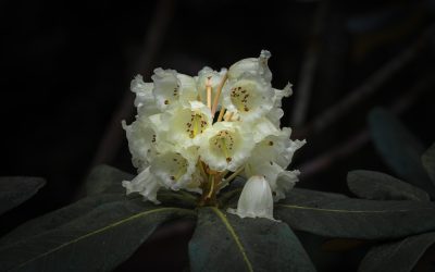 Club Outing – National Botanical Gardens, Kilmacurragh