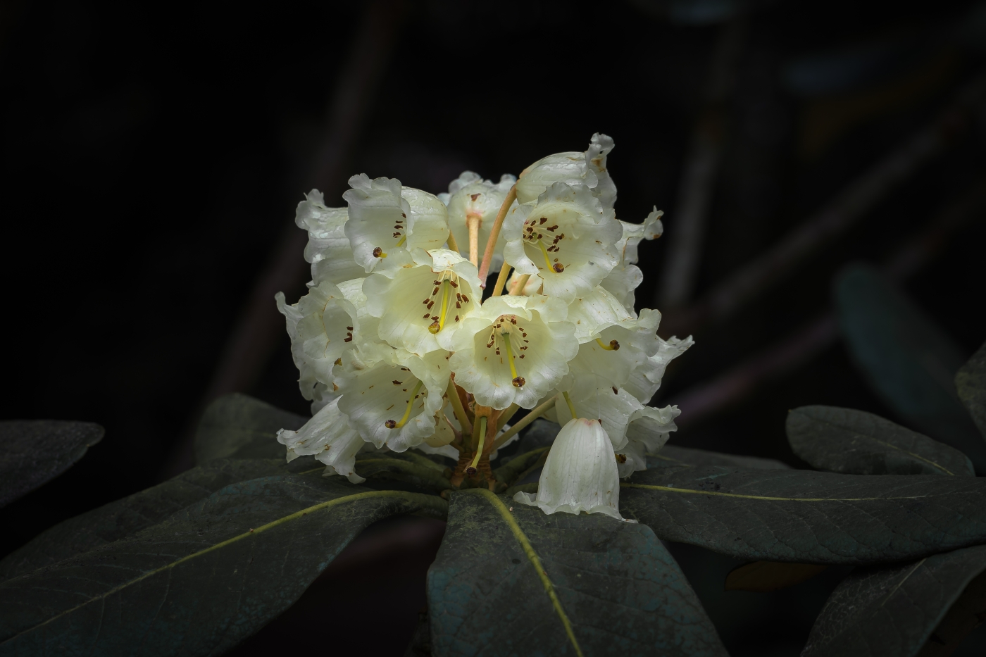 Cream Rhodi by Frazer Meredith