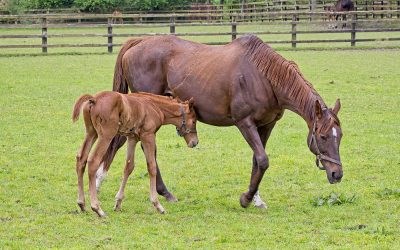 Club Outing – National Stud and Japanese Gardens