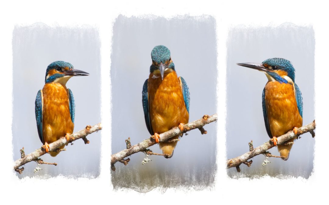 Club Outing – River Birch Hides