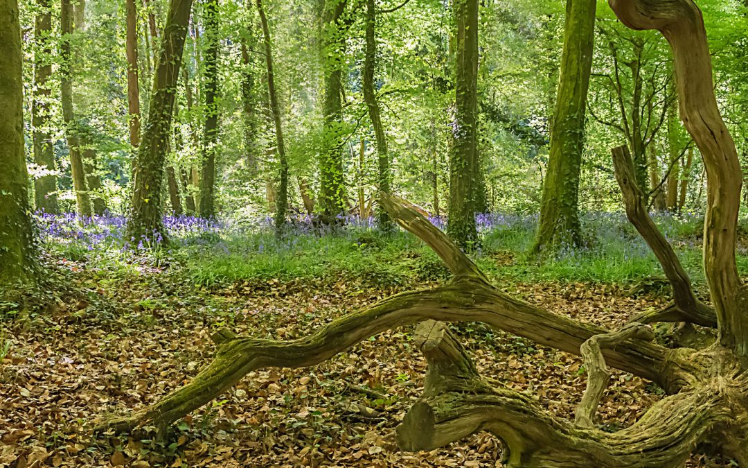 Club Outing – Bluebells at Killinthomas Woods